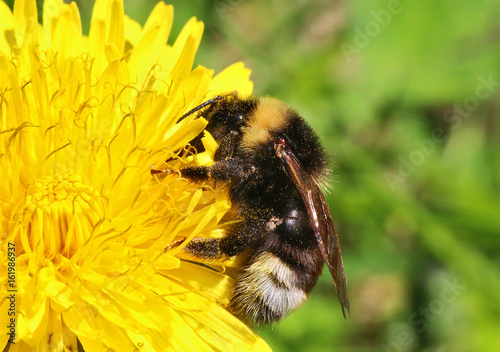 Bumblebee pollinating flower