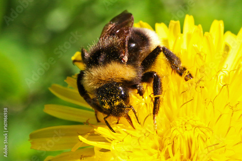 Bumblebee pollinating flower