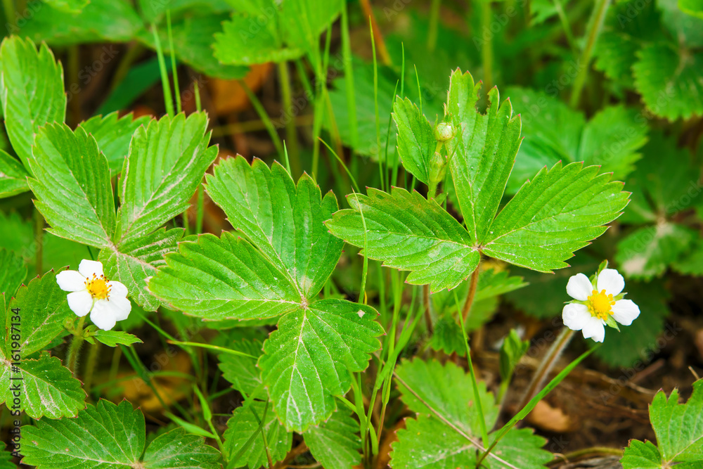 Spring landscape. Flower of the strawberry garden closeup with insects Spring landscape. Flower of the strawberry garden closeup with insects