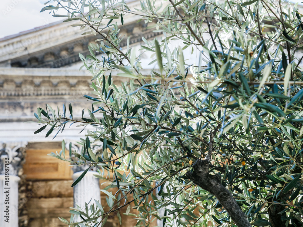 Obraz premium olive tree and Maison Carree in Nimes city