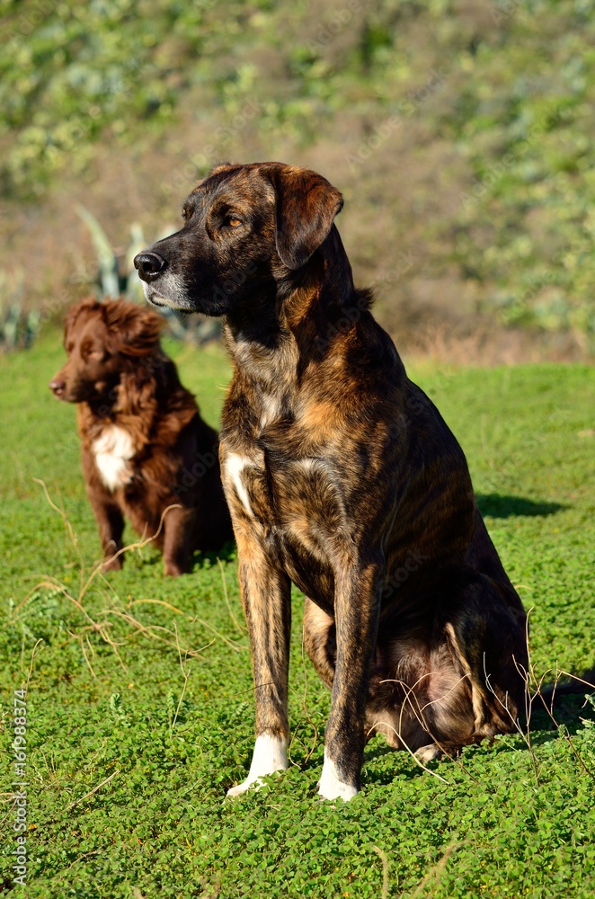 Pair of dogs looking attentively in the same direction 