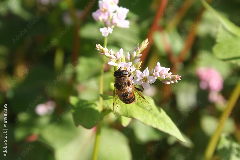 Ape su fiore di grano saraceno nel campo Ape su fiore di grano saraceno nel campo