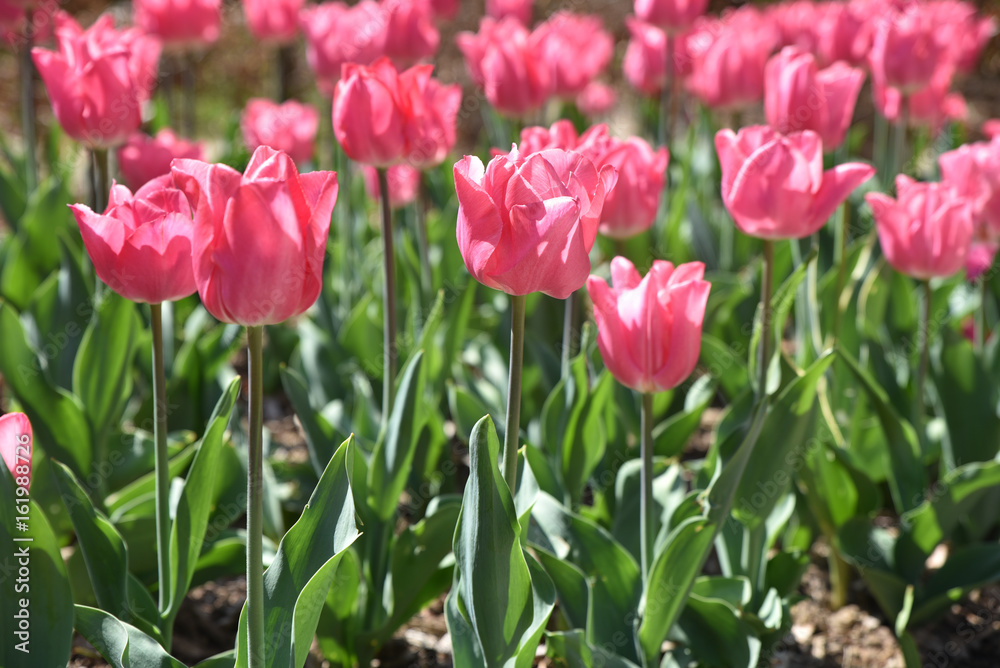 Tulipes roses au lever du soleil au jardin au printemps Tulipes roses au lever du soleil au jardin au printemps