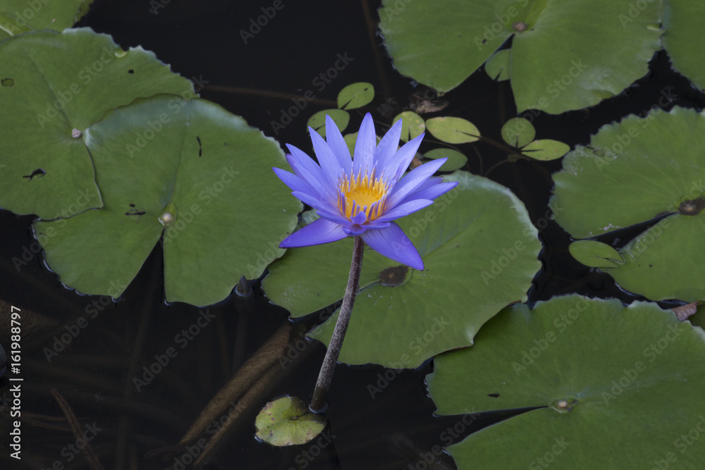 Purple lotus flower