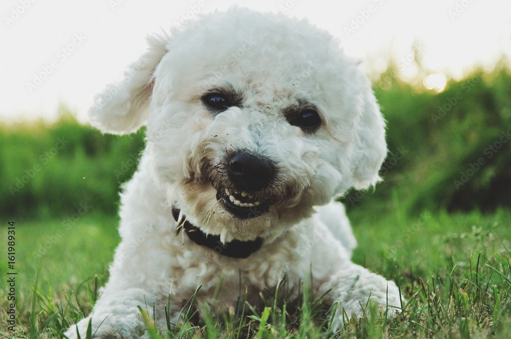 Bilbo Baggins the dog