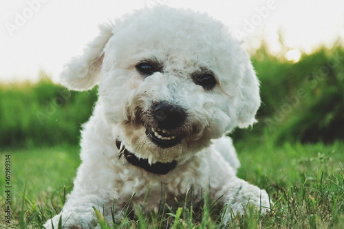 Fotografie Bilbo Baggins the dog