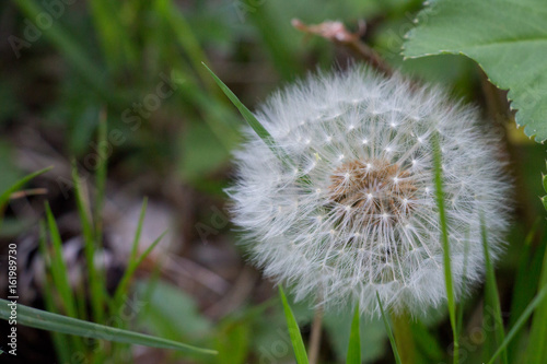 Fototapeta Naklejka Na Ścianę i Meble -  fleur de pissenlit