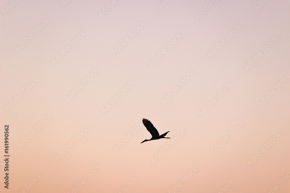 Fototapeta premium Silhouette single bird flies in the sky at dusk. Orange sky