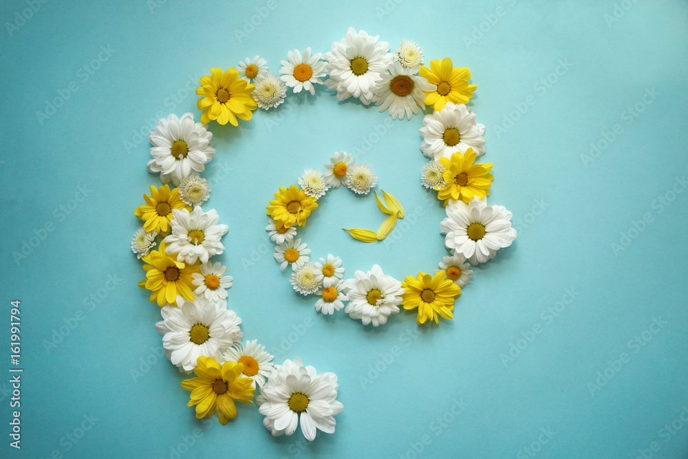 Composition with beautiful chamomile flowers on color background