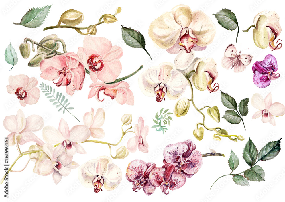 Beautiful watercolor set with orchids. Illustration