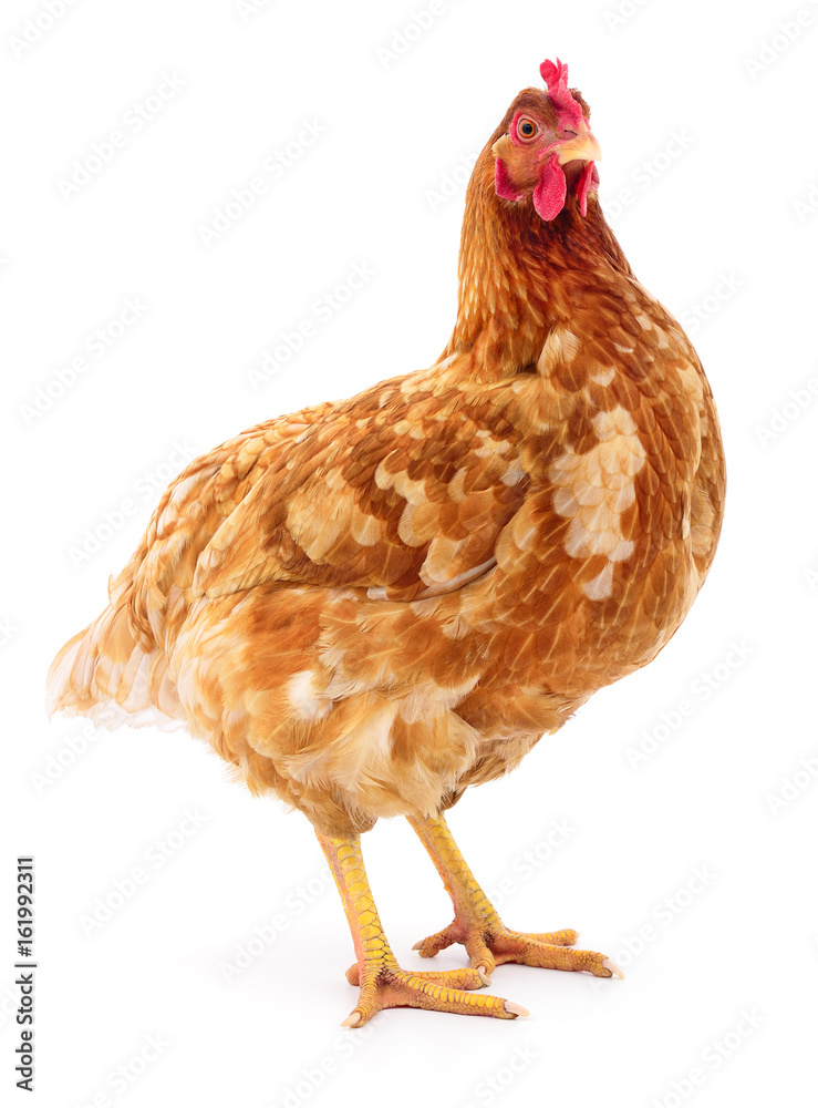 Fototapeta premium Brown hen isolated.