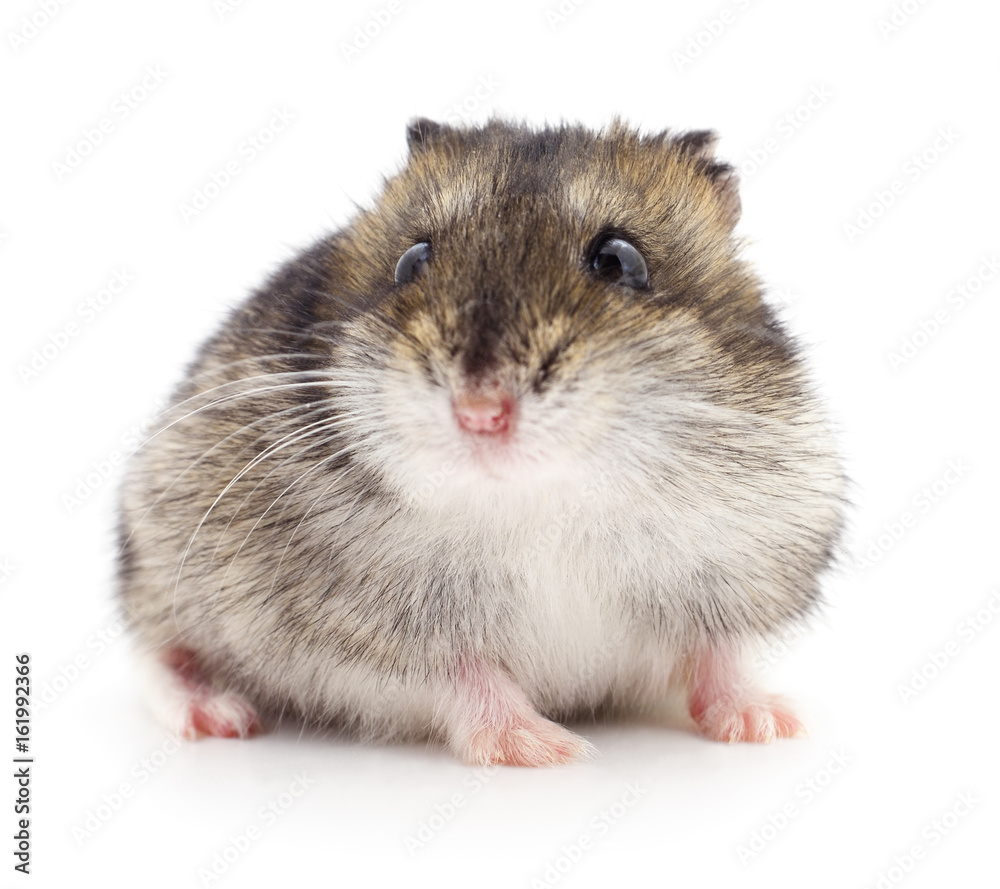 Small domestic hamster. Small domestic hamster.