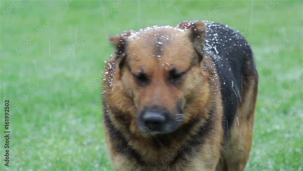 Snow falls on the dog/Snow falls on a dog on green grass background Snow falls on the dog/Snow falls on a dog on green grass background