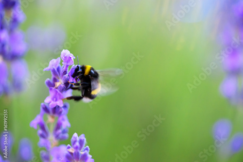 shaggy bumblebee gathers nectar from a lavender flower, background © igorgeiger