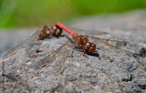 Coupling of red dragonflies perched on the rock © ptoscano