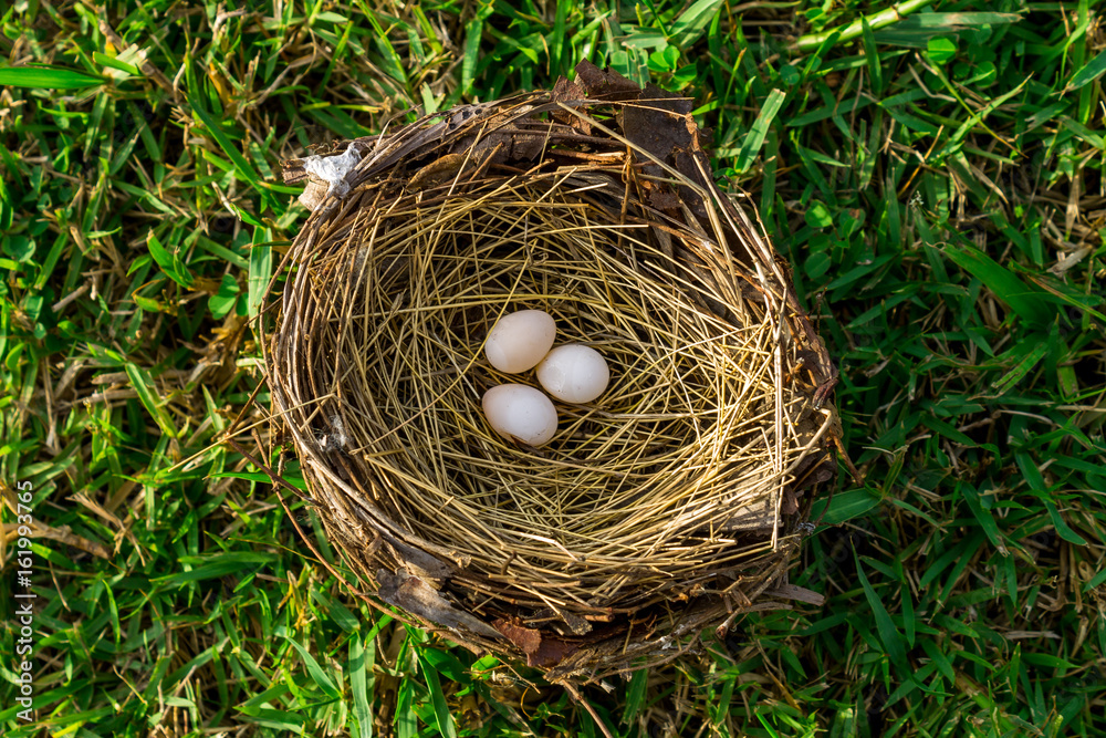 Bird's nest Bird's nest