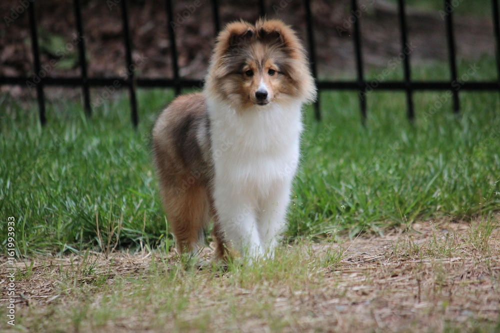 Summer Sheltie