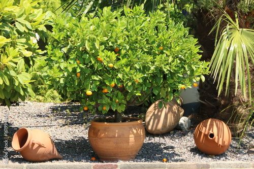 Mediterranean garden, Mediterraner Garten mit Orangenbäumchen und dekorativen Terrakottagefäßen