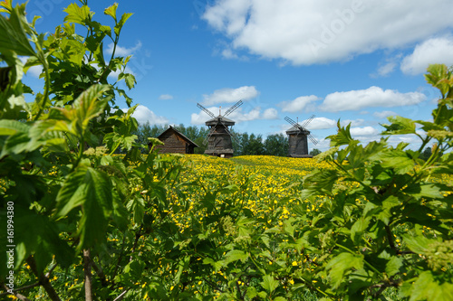 Field of dandelions and windmills
