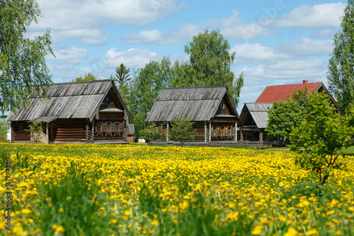 Field of yellow flowers and a wooden huts in Russian countryside