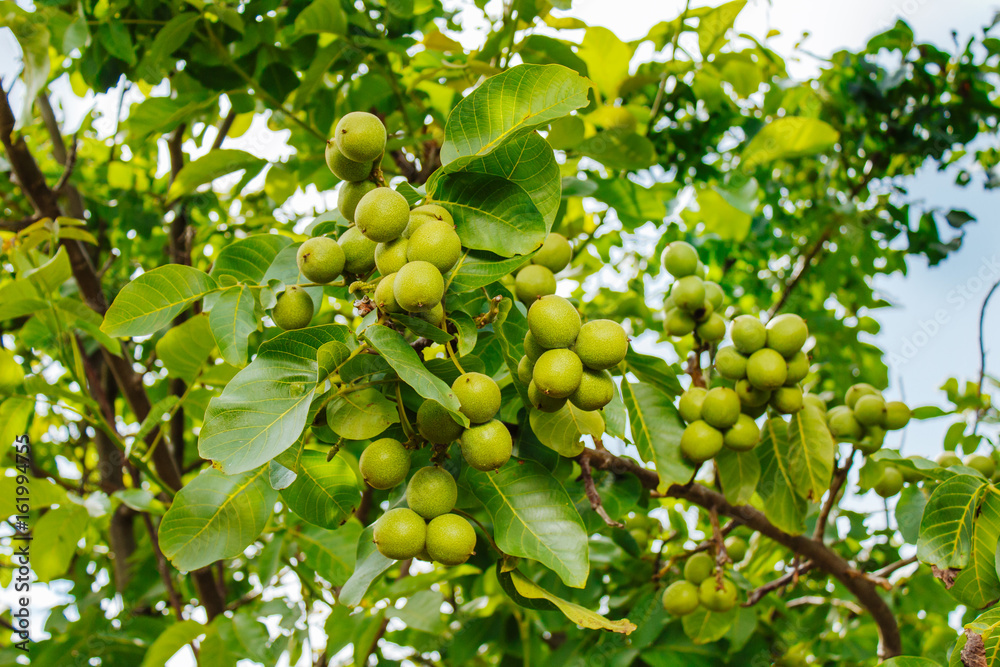 Nut tree with fruits