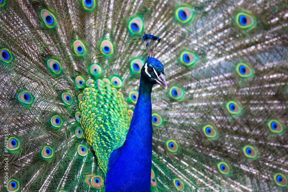 Obraz premium Splendid peacock with feathers out (Pavo cristatus) (shallow DOF; color toned image)