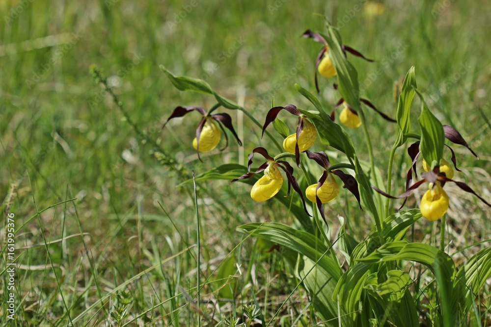 Obraz premium Gelber Frauenschuh (Cypripedium calceolus) 