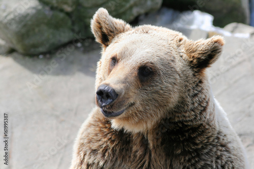 Wallpaper Mural Misiek Torontodigital.ca