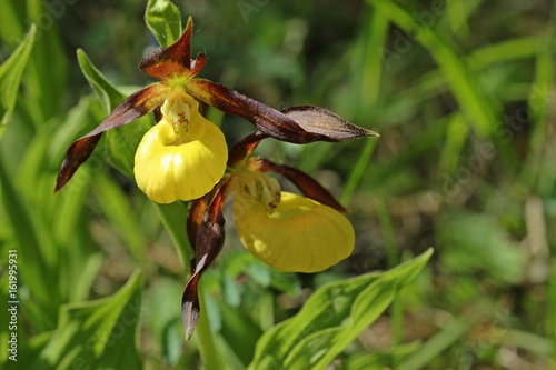 Fototapeta Naklejka Na Ścianę i Meble -  Gelber Frauenschuh (Cypripedium calceolus) 
