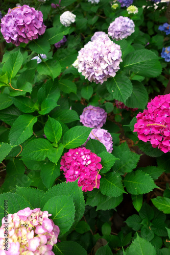 Red and pink hydrangea