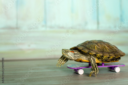 Skating turtle. Черепаха катается на самокате.