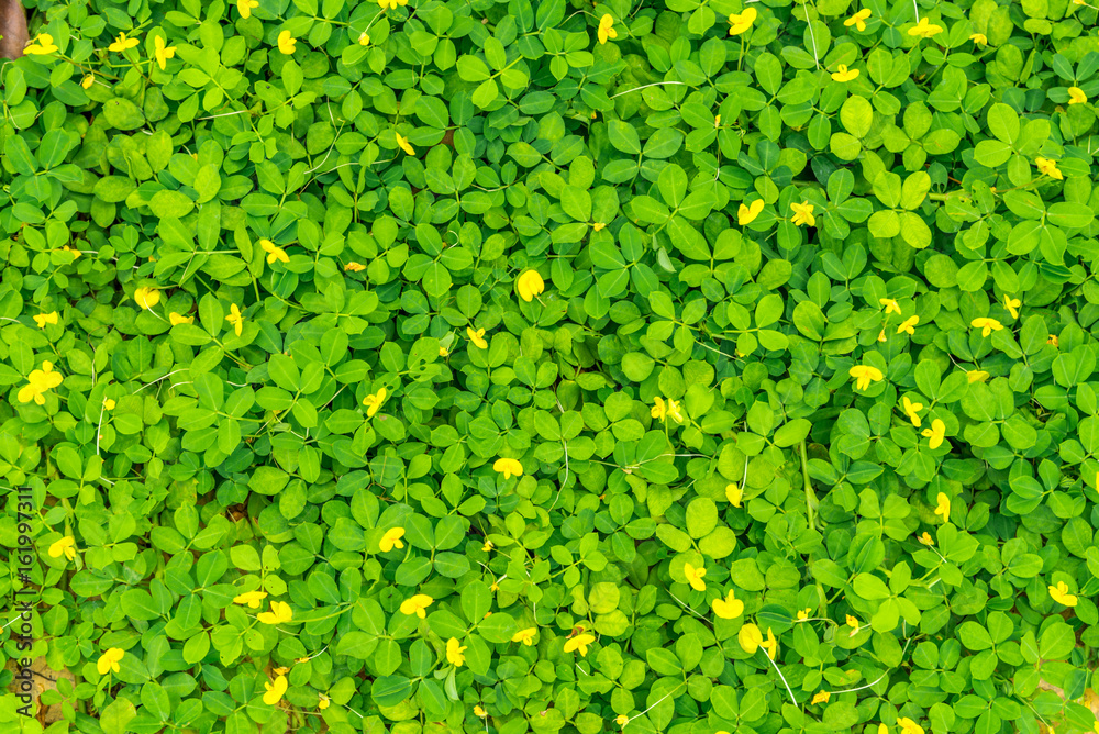 Green plant leaves background. Green plant leaves background.