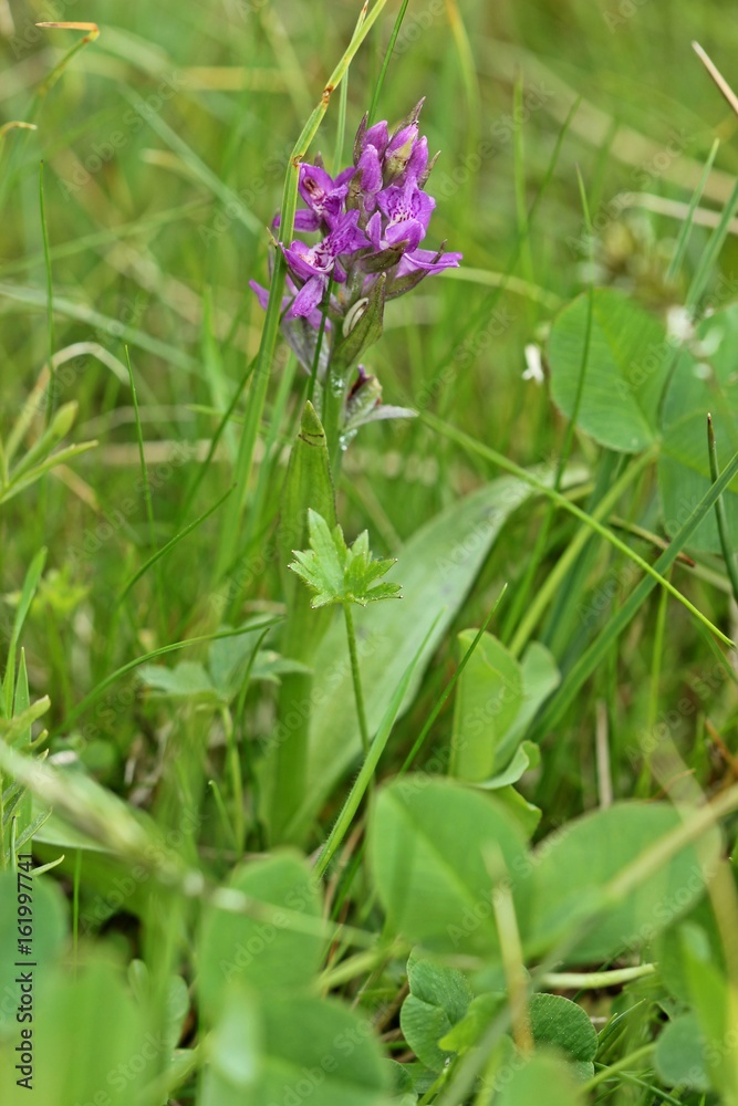 Breitblättriges Knabenkraut (Dactylorhiza majalis) am Meissner
Breitblättriges Knabenkraut (Dactylorhiza majalis) am Meissner