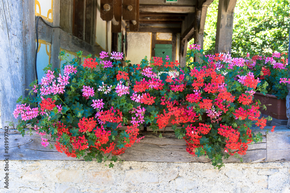 Fototapeta premium Pelargonie na farmie, skansen