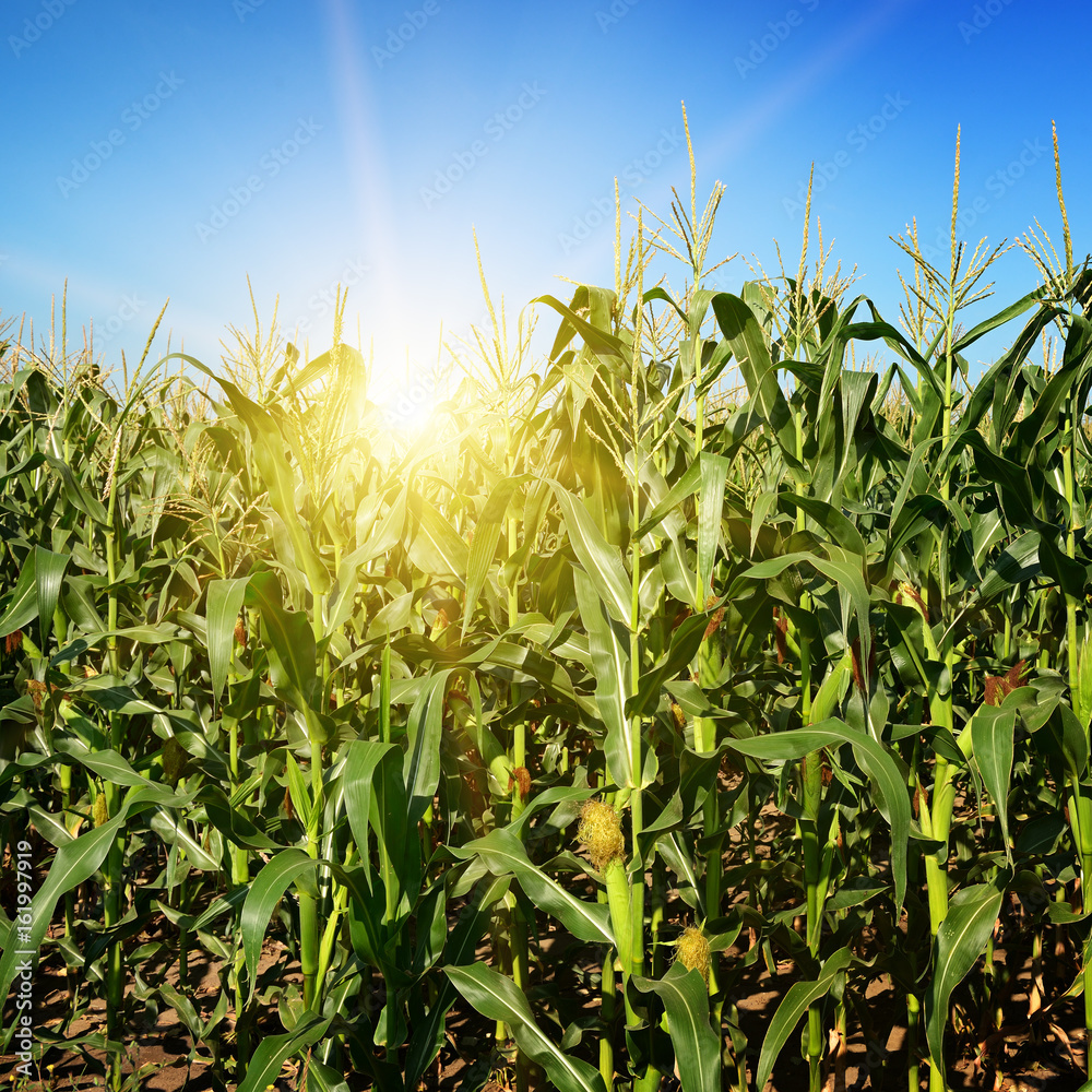 Obraz premium Ripe corn stalks on field.