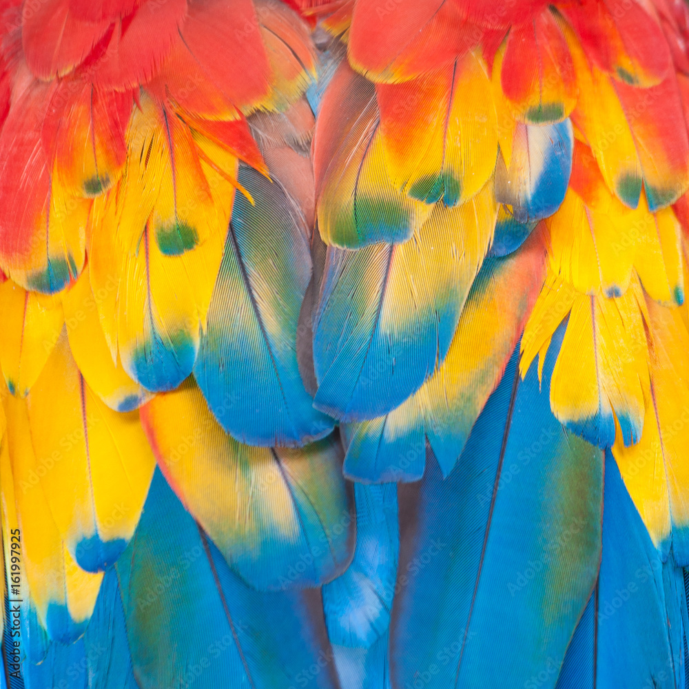 Obraz premium Ara feathers with selective focus, Chichicastenango, Guatemala
