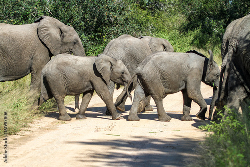 Elefanten Herde mit Jungen im Krüger National Park Südafrika