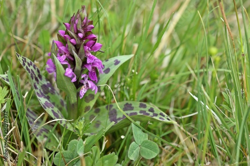 Fototapeta Naklejka Na Ścianę i Meble -  Breitblättriges Knabenkraut (Dactylorhiza majalis) am Meissner 

