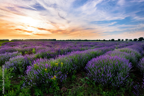 Beautiful image of lavender field Summer sunset.