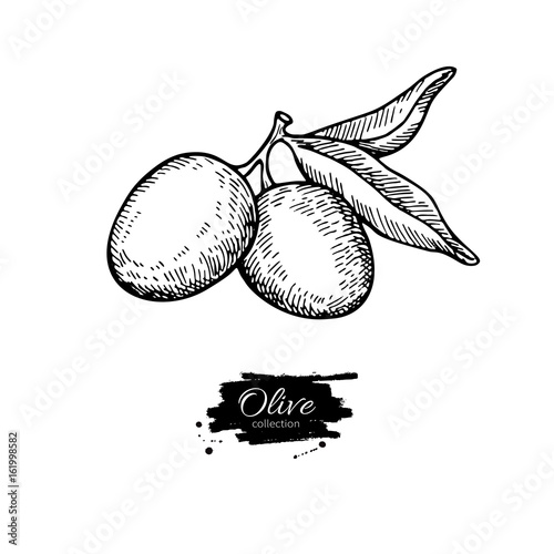 Olive branch. Hand drawn vector illustration. Isolated drawing on white background. Engraved plant