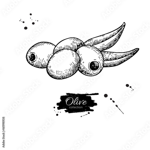 Pitted olive with leaves. Hand drawn vector illustration. Isolated drawing on white background.