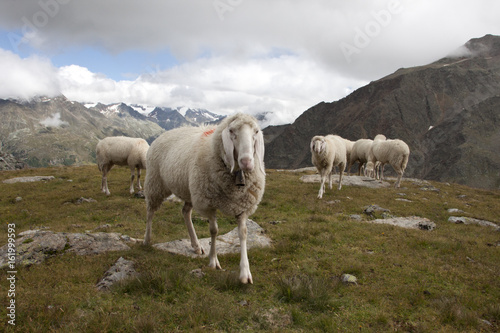 Mountain sheeps
