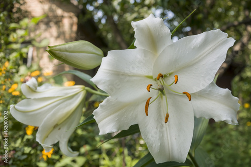 White lily is blooming in the garden. summer flowers