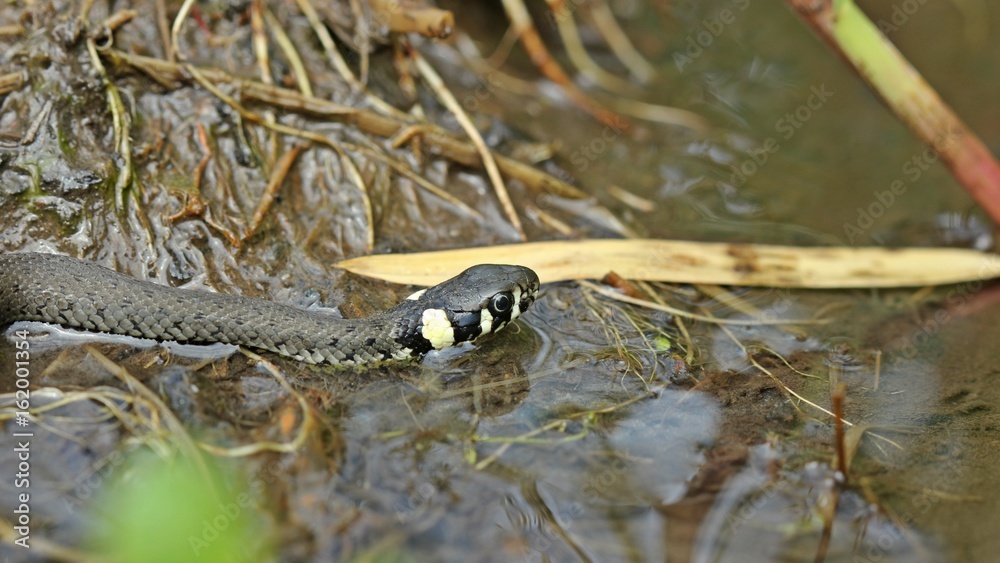 Junge Ringelnatter (Natrix natrix) im Bach Stock Photo Adobe Stock