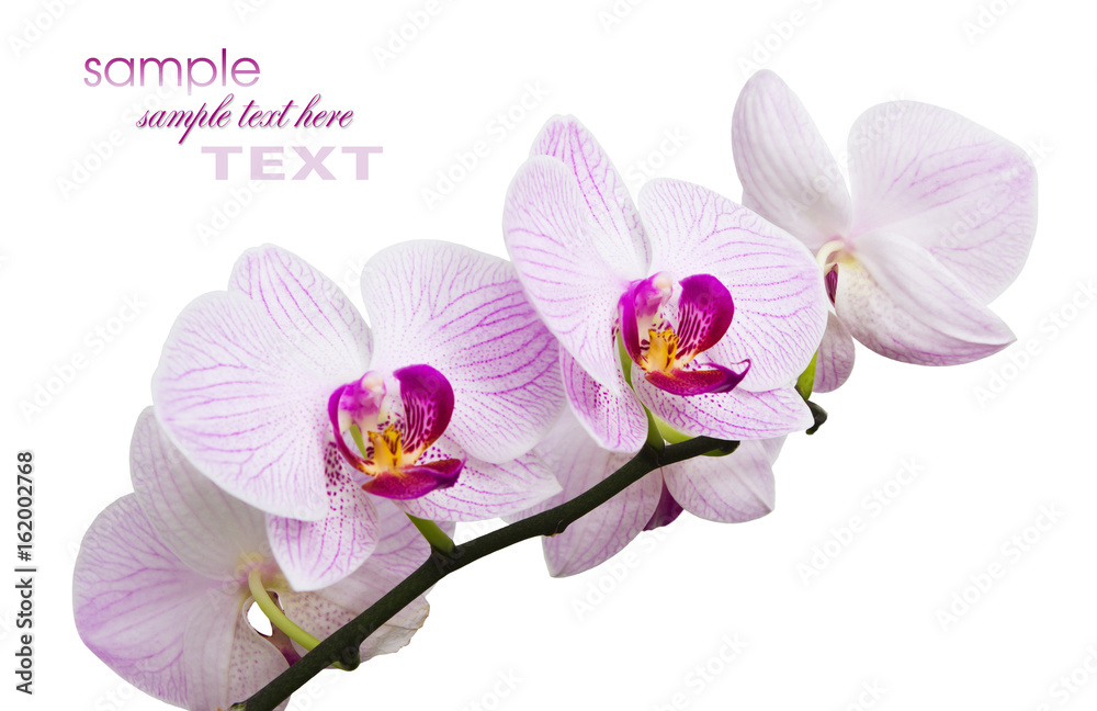 flowers orchids flowers orchids