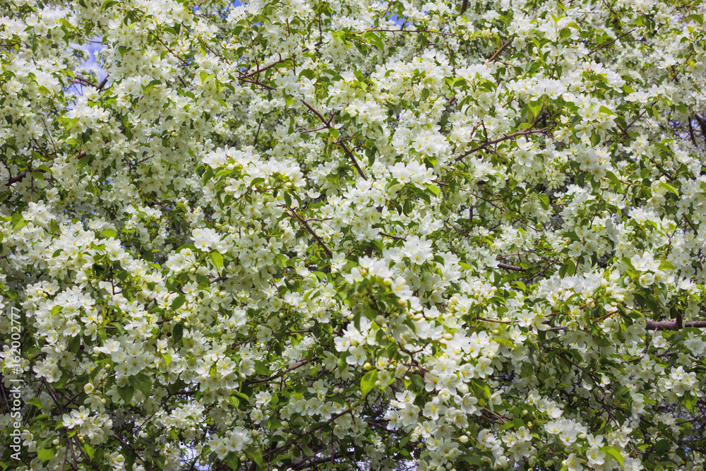 Blossoming apple tree