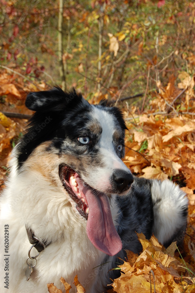 Australian shepherd Australian shepherd