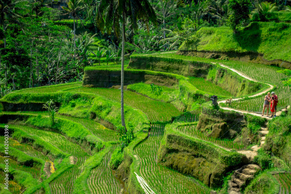 The most dramatic and spectacular rice terraces in Bali can be seen near the village of Tegallalang, in Ubud Indonesia
