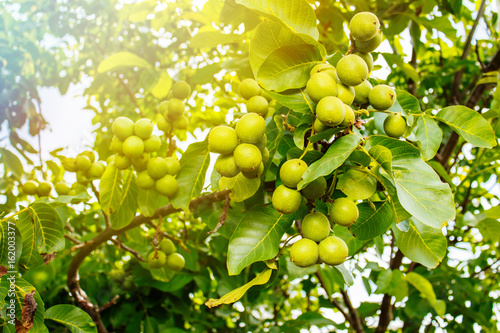 Nut tree with fruits