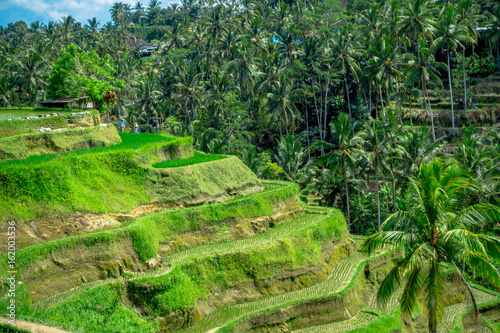 The most dramatic and spectacular rice terraces in Bali can be seen near the village of Tegallalang, in Ubud Indonesia